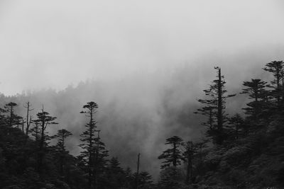 Scenic view of forest against sky