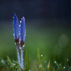 Close-up of blue flower in grass