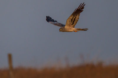 Low angle view of eagle flying in sky