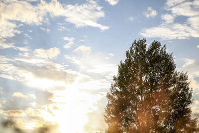 Low angle view of trees against sky