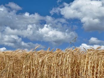 View of stalks in field against cloudy sky