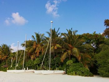 Palm trees against blue sky