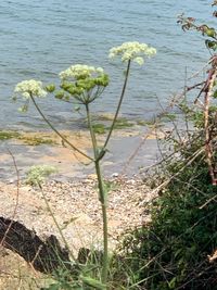 High angle view of flowering plants by sea