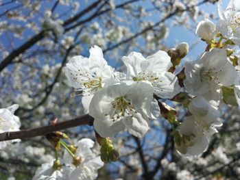 Close-up of apple blossoms in spring
