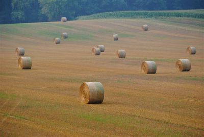 Hay bales on field