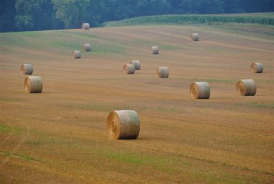 Hay rolls in open field