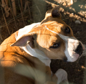 Close-up of dog
