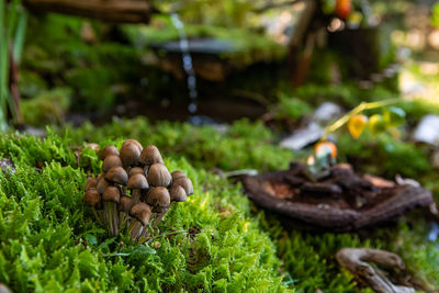 Close-up of mushrooms growing on moss