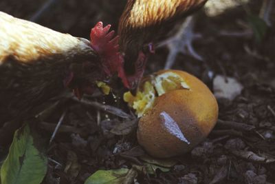 Close-up of roosters