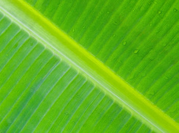 Full frame shot of palm leaf