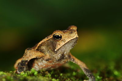 Close-up of frog on leaf