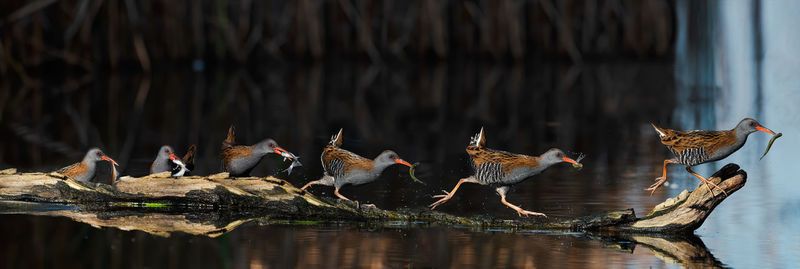 View of birds in lake