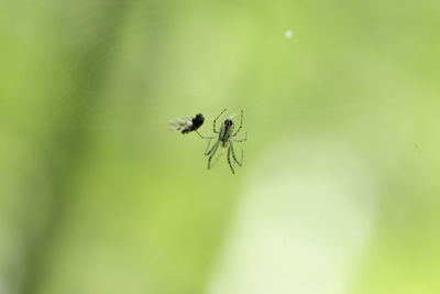 Close-up of ant on leaf