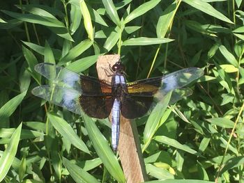 High angle view of butterfly on leaf