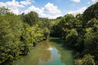 Scenic view of river amidst trees against sky