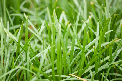 Close-up of grass growing in field