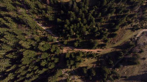 High angle view of trees in forest