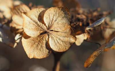 Close-up of wilted plant