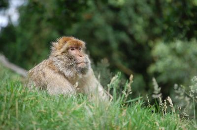 Monkey on ground