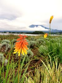 Close-up of yellow flowering plants on field against sky
