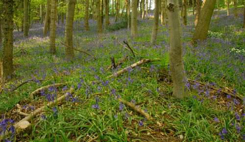 Plants in forest