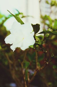 Close-up of flower against blurred background