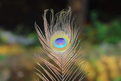 Close-up of peacock of feather eye spot