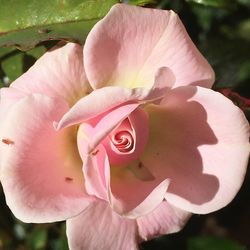 Close-up of pink flowers blooming outdoors