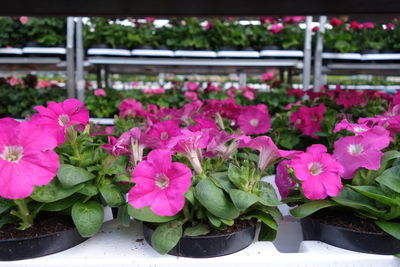 Close-up of pink flowers in greenhouse