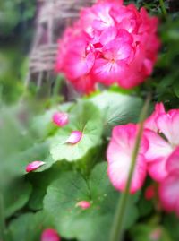 Close-up of pink flowers blooming outdoors