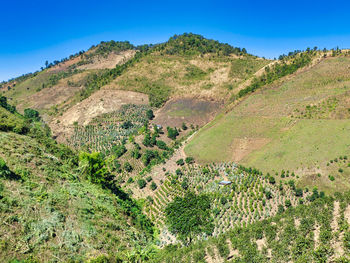 Scenic view of trees on field against blue sky