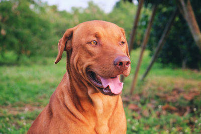 Portrait of dog on field