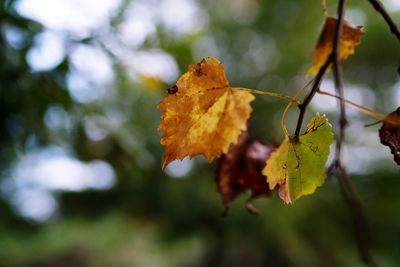 Close-up of maple leaf during autumn