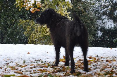 Dog standing on field during winter