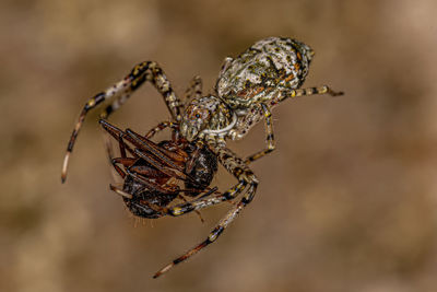 Close-up of spider on web