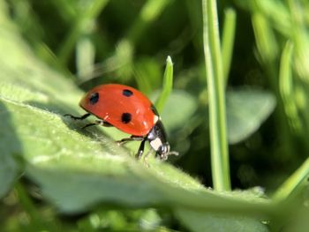 Close-up of ladybug on leaf