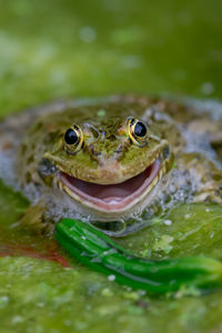Close-up of frog in water