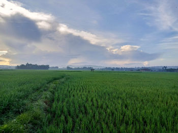 Scenic view of agricultural field against sky