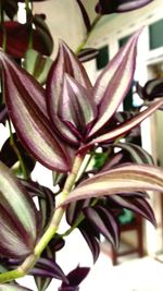 Close-up of purple flowering plant