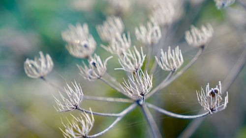 Close-up of wilted plant