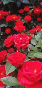 Close-up of red roses