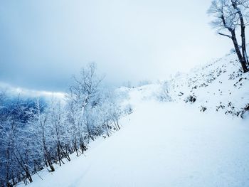 Snow covered tree against sky