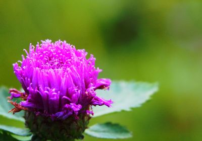 Close-up of pink flowering plant