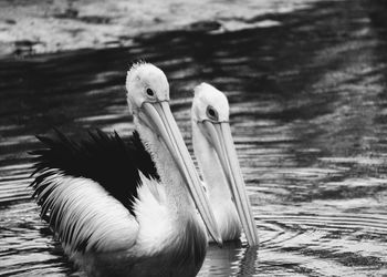 Close-up of pelicans swimming in lake