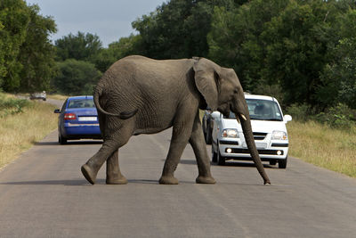 Side view of elephant crossing road