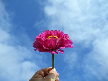 Close-up of hand holding pink flower against blue sky