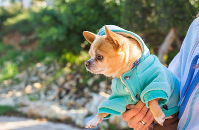 High angle view of dog looking away