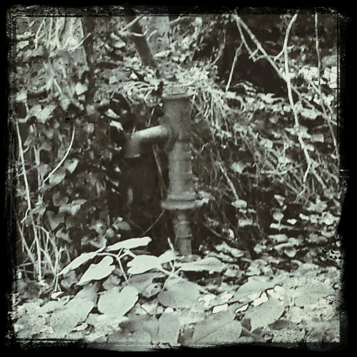 transfer print, auto post production filter, day, outdoors, wildlife, no people, statue, nature, plant, bare tree, animal themes, human representation, branch, close-up, frame, tree, rock - object, low angle view, full length, animals in the wild