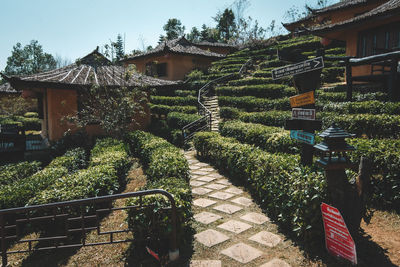 Plants growing outside building
