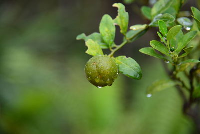Close-up of water drops on leaf